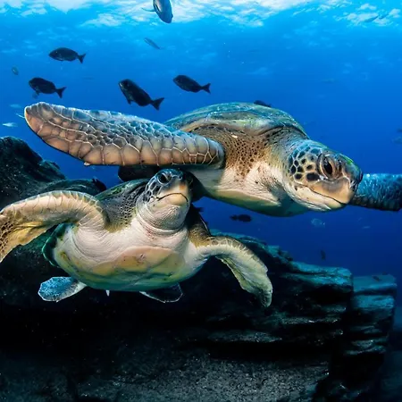 Mundo House, Playa San Marcos, Tenerife Апартаменты *