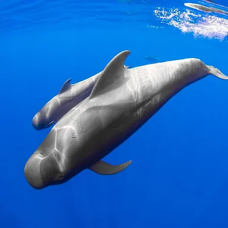 Mundo House, Playa San Marcos, Tenerife *